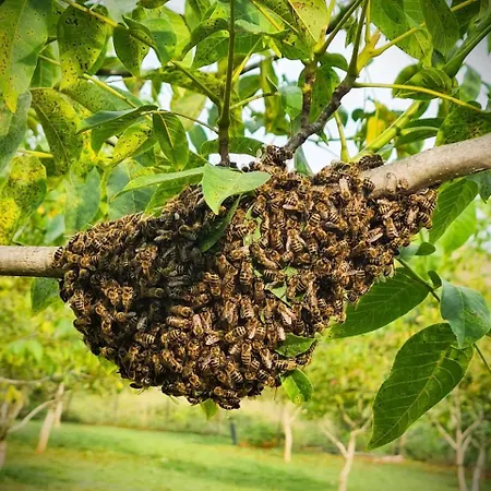 Biona Farm Фермерский дом *